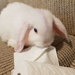 Meet your Posher, Chloe